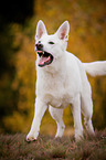 White Swiss Shepherd Dog