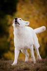 White Swiss Shepherd Dog