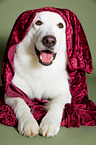lying Berger Blanc Suisse
