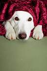 Berger Blanc Suisse Portrait