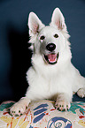 lying Berger Blanc Suisse