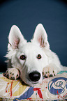 Berger Blanc Suisse Portrait