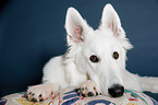 Berger Blanc Suisse Portrait
