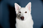 Berger Blanc Suisse Portrait