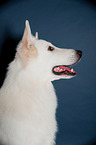 Berger Blanc Suisse Portrait