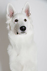 Berger Blanc Suisse Portrait