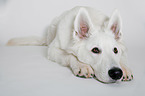 lying Berger Blanc Suisse