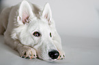 lying Berger Blanc Suisse
