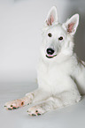lying Berger Blanc Suisse