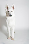standing Berger Blanc Suisse