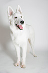 standing Berger Blanc Suisse