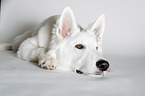 lying Berger Blanc Suisse