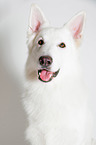 Berger Blanc Suisse Portrait