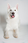 lying Berger Blanc Suisse