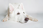 lying Berger Blanc Suisse