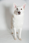 standing Berger Blanc Suisse