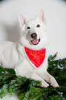 lying Berger Blanc Suisse