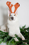 lying Berger Blanc Suisse