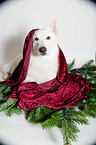 lying Berger Blanc Suisse