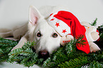 Berger Blanc Suisse with santa hat