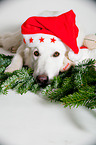 Berger Blanc Suisse with santa hat