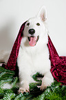 lying Berger Blanc Suisse