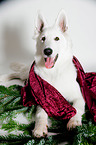 lying Berger Blanc Suisse
