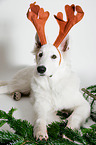 lying Berger Blanc Suisse