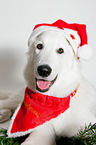 Berger Blanc Suisse with santa hat