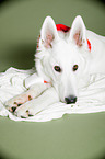 lying Berger Blanc Suisse