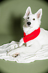 lying Berger Blanc Suisse
