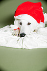 Berger Blanc Suisse with santa hat