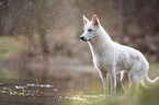 male White swiss shepherd dog