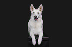 lying Berger Blanc Suisse