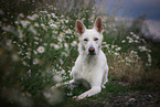lying Berger Blanc Suisse