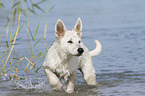 standing White Swiss Shepherd