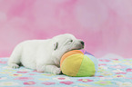 White Swiss Shepherd puppy