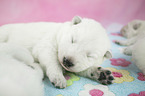 White Swiss Shepherd puppy