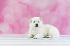White Swiss Shepherd puppy