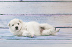 White Swiss Shepherd puppy