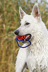 White Swiss Shepherd Portrait