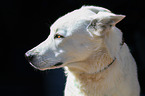 Berger Blanc Suisse Portrait