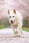 walking Berger Blanc Suisse