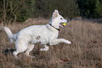 playing Berger Blanc Suisse