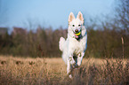 playing Berger Blanc Suisse