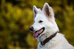 Berger Blanc Suisse Portrait