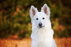 Berger Blanc Suisse Portrait