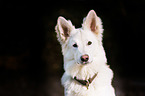 Berger Blanc Suisse Portrait