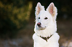 Berger Blanc Suisse Portrait