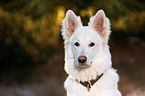 Berger Blanc Suisse Portrait